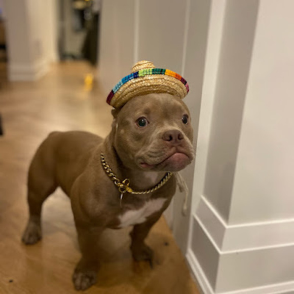 Meet your Posher, Jesse - Picture 1 of 1